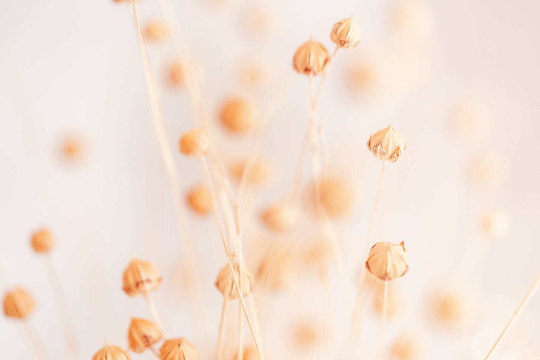 Makro Fotografie, Anke Staub Fotografie